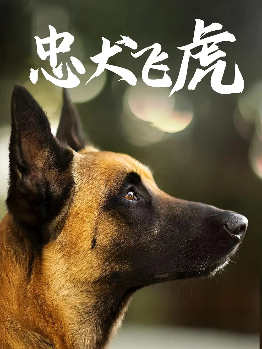 短剧《忠犬飞虎》完整剧情全集免费在线观看
